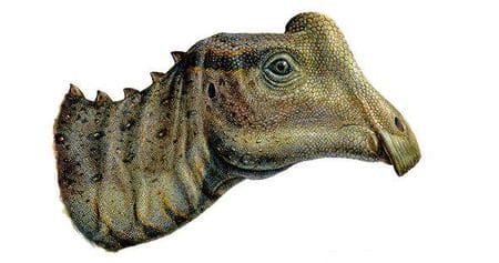 Bébé Parasaurolophus.