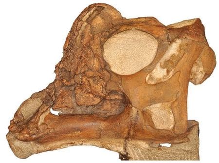 Fossile d'un bébé Parasaurolophus.