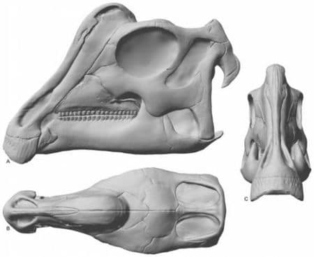 Crâne bébé Parasaurolophus.