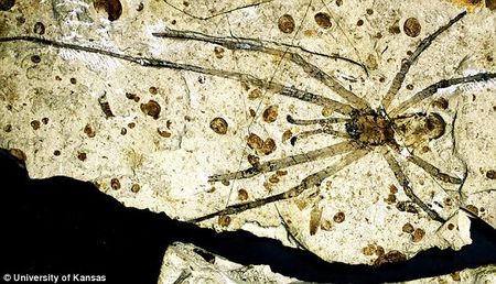 La plus grosse araignée du monde fossile.