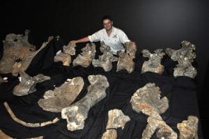 Savannasauraus : Stephen Poropat avec les os fossiles de Wade.